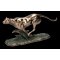 VERONESE GEPARD BEZIACI